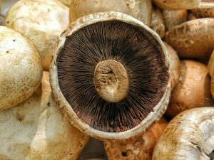 Ilustrasi Jamur portobello yang dapat digunakan sebagai pengganti daging.