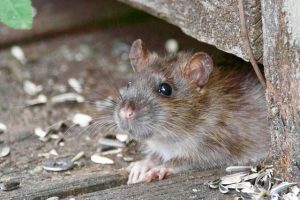 penyebab tikus masuk ke rumah